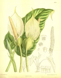 Caladium pubescens, Araceae